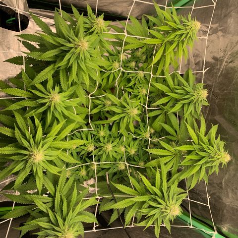 Big Hunk growlog timeline photo