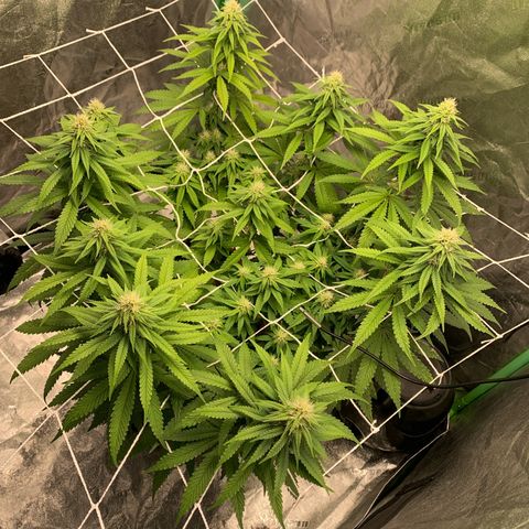 Big Hunk growlog timeline photo
