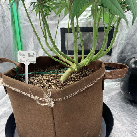 Big Hunk growlog timeline photo
