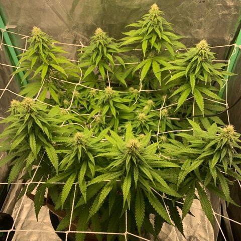 Big Hunk growlog timeline photo