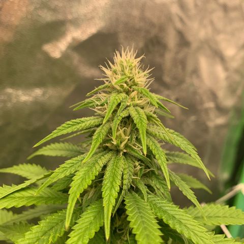 Big Hunk growlog timeline photo