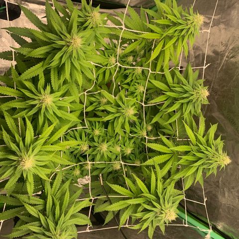 Big Hunk growlog timeline photo
