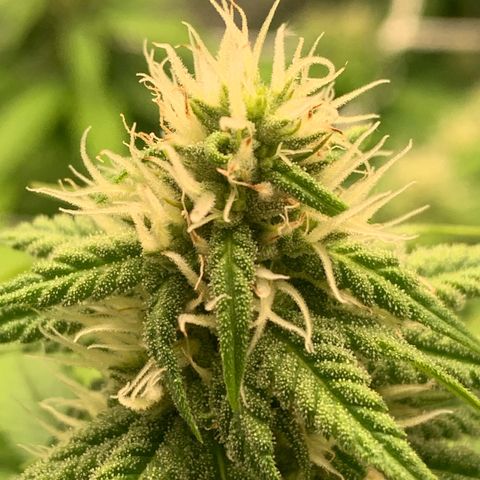 Big Hunk growlog timeline photo