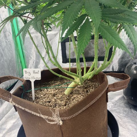 Big Hunk growlog timeline photo