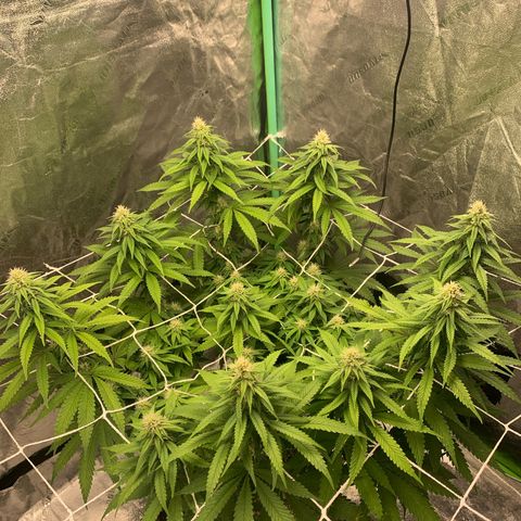 Big Hunk growlog timeline photo