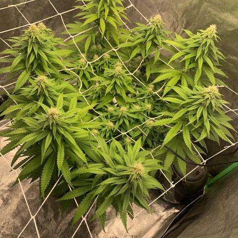 Big Hunk growlog timeline photo