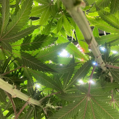 Big Hunk growlog timeline photo