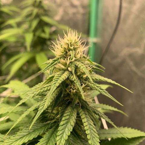 Big Hunk growlog timeline photo