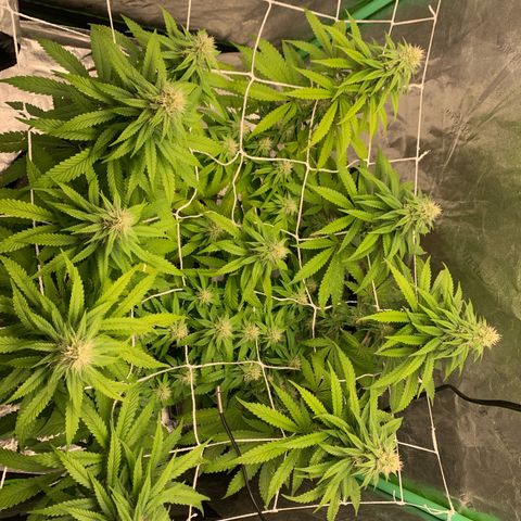 Big Hunk growlog timeline photo