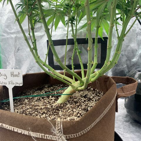 Big Hunk growlog timeline photo
