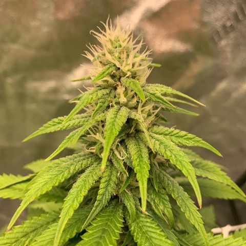 Big Hunk growlog timeline photo