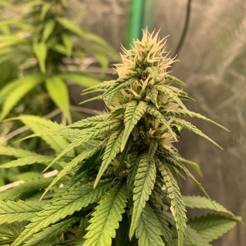 Big Hunk growlog timeline photo
