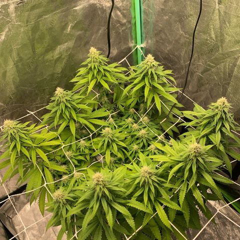 Big Hunk growlog timeline photo