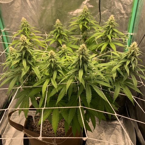 Big Hunk growlog timeline photo