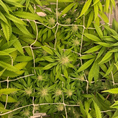 Big Hunk growlog timeline photo