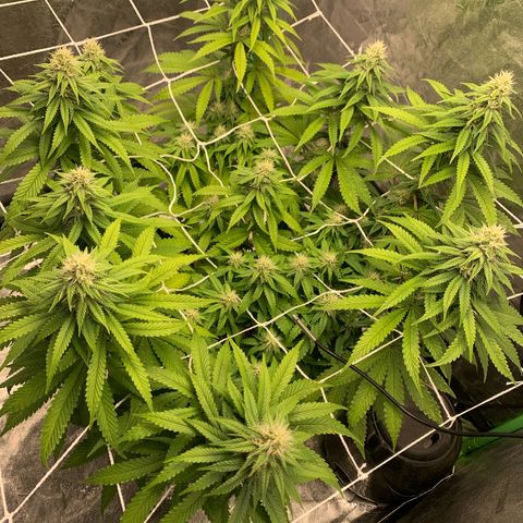 Big Hunk growlog timeline photo