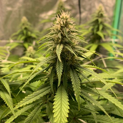 Big Hunk growlog timeline photo
