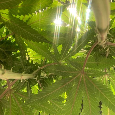 Big Hunk growlog timeline photo