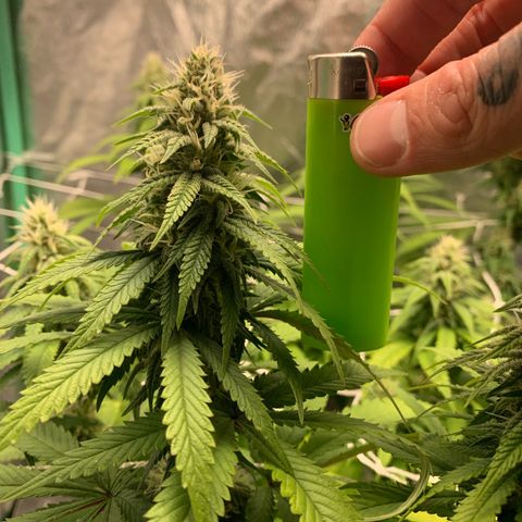 Big Hunk growlog timeline photo
