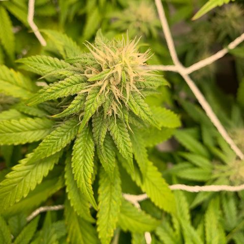 Big Hunk growlog timeline photo