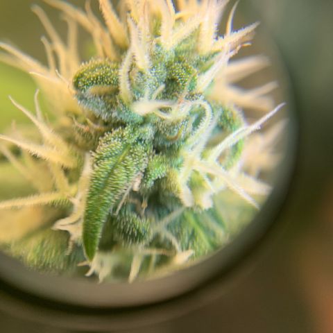 Big Hunk growlog timeline photo