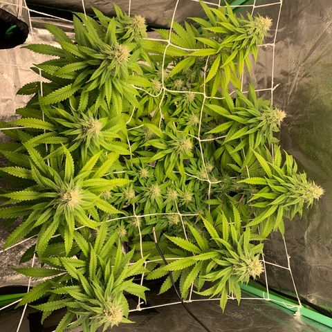 Big Hunk growlog timeline photo