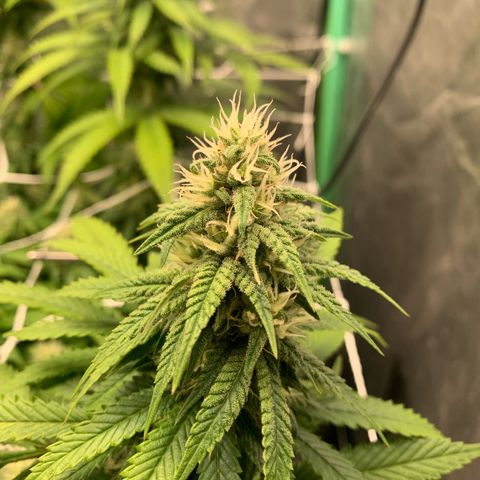 Big Hunk growlog timeline photo