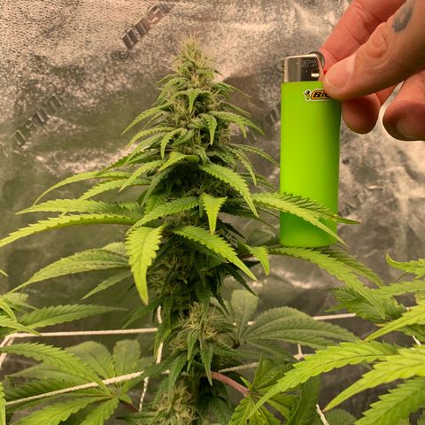 Big Hunk growlog timeline photo