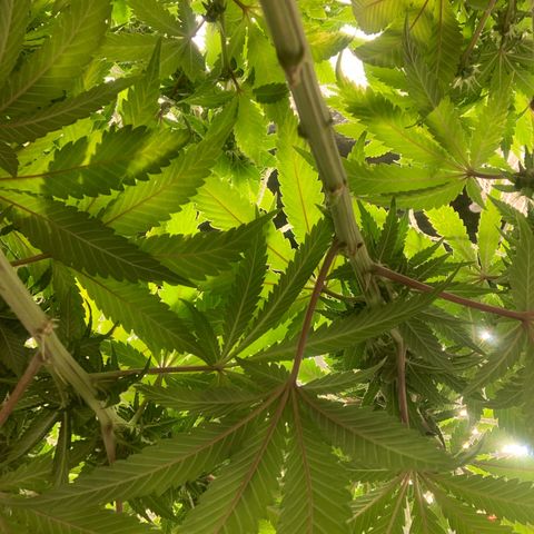 Big Hunk growlog timeline photo