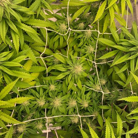 Big Hunk growlog timeline photo
