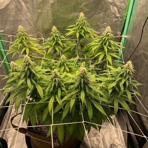 Big Hunk growlog timeline photo