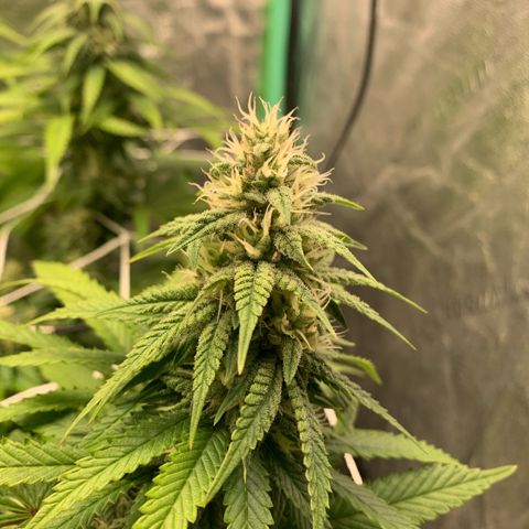 Big Hunk growlog timeline photo