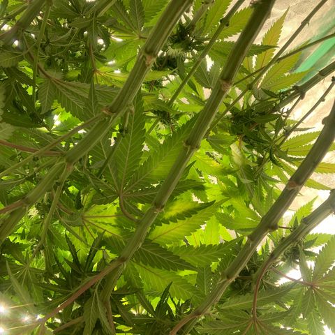 Big Hunk growlog timeline photo