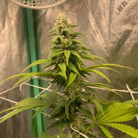 Big Hunk growlog timeline photo