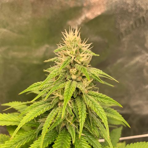 Big Hunk growlog timeline photo