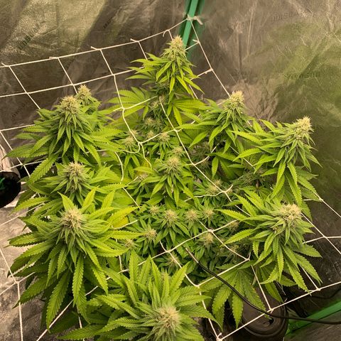 Big Hunk growlog timeline photo