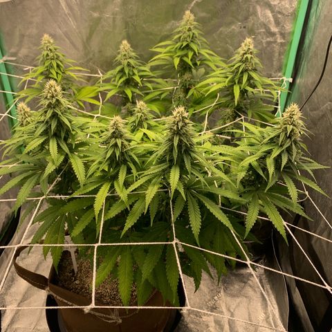 Big Hunk growlog timeline photo