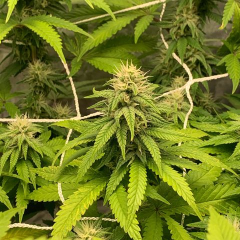 Big Hunk growlog timeline photo