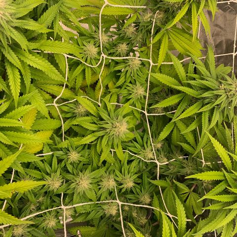 Big Hunk growlog timeline photo