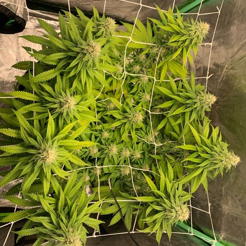 Big Hunk growlog timeline photo