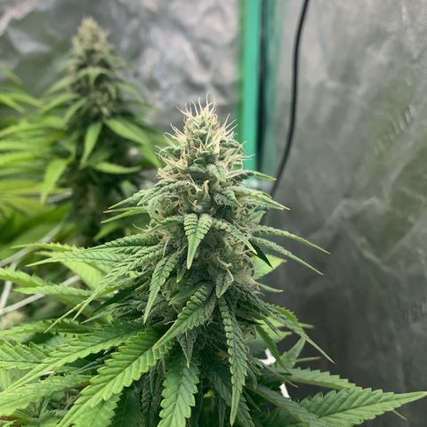 Big Hunk growlog timeline photo