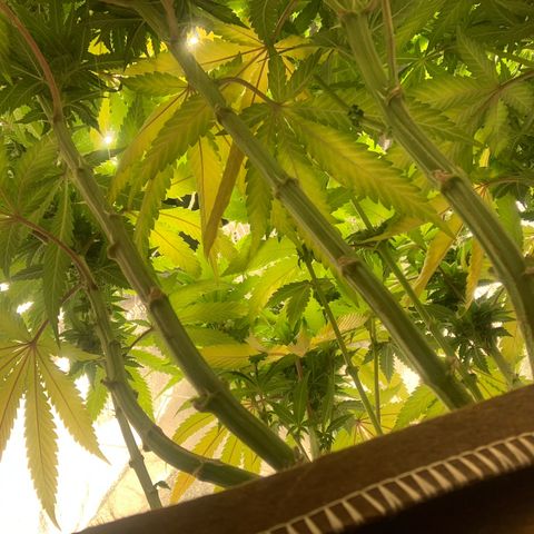Big Hunk growlog timeline photo