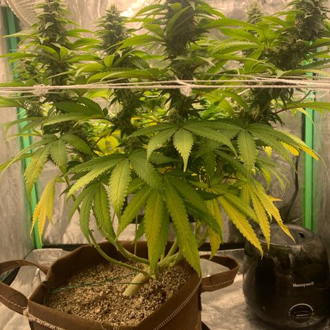 Big Hunk growlog timeline photo