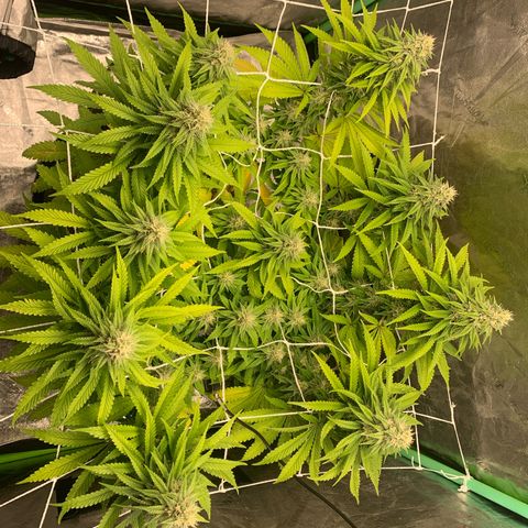 Big Hunk growlog timeline photo