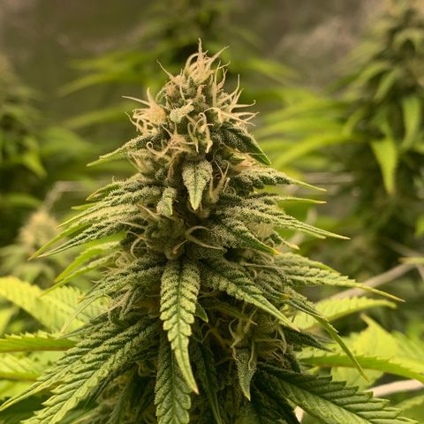 Big Hunk growlog timeline photo