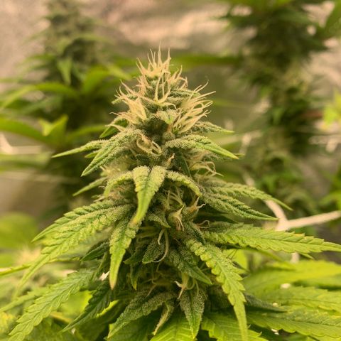 Big Hunk growlog timeline photo