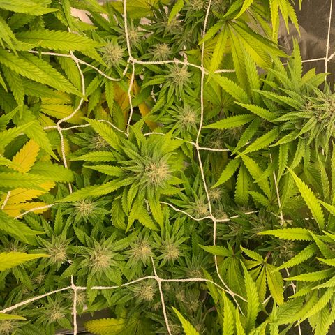 Big Hunk growlog timeline photo