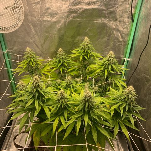 Big Hunk growlog timeline photo