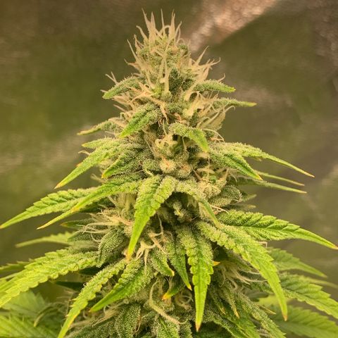 Big Hunk growlog timeline photo