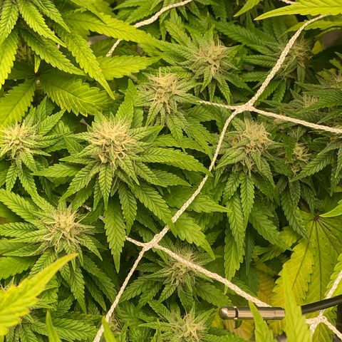 Big Hunk growlog timeline photo